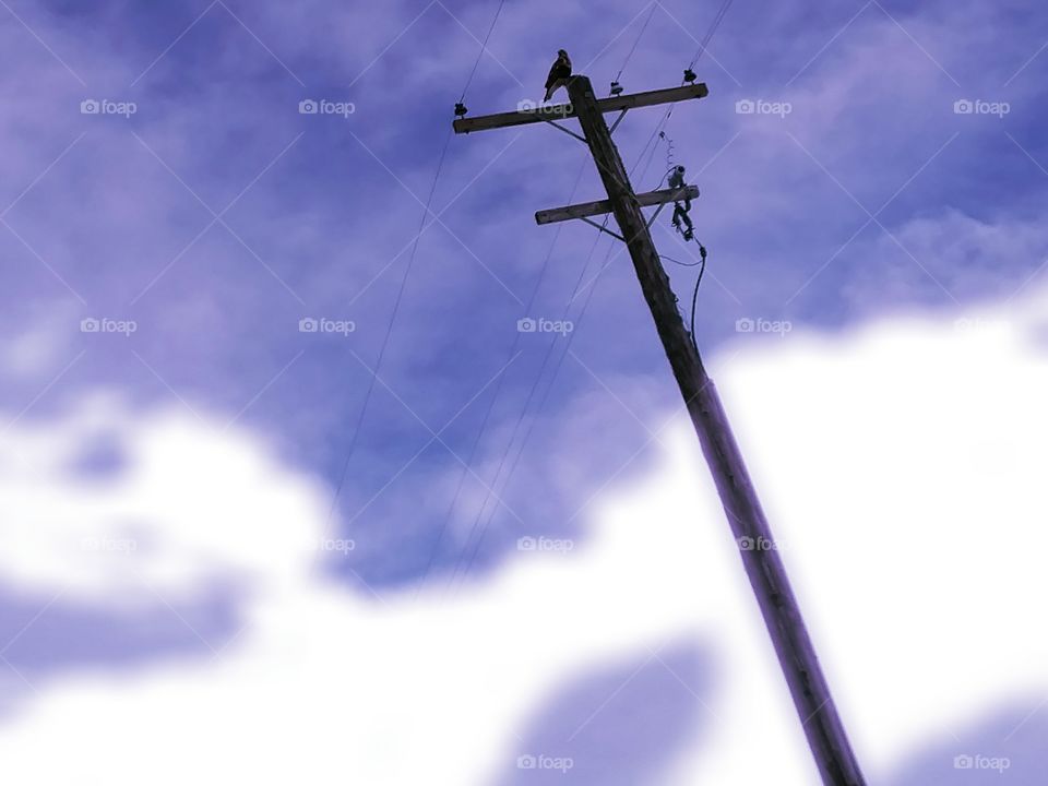 hawk sitting on pole under purple sky
