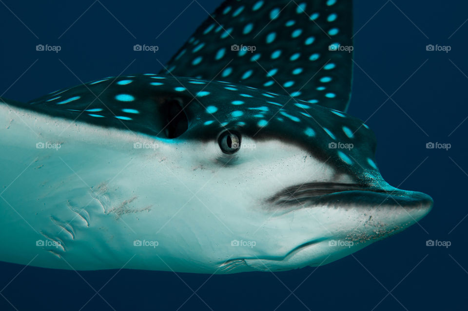 Closeup of a spotted eagle ray.