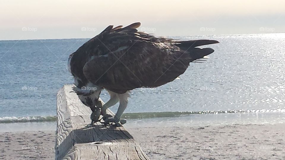 Osprey