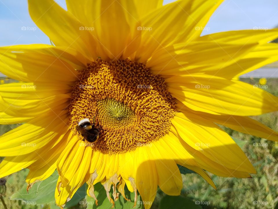 Sunflower