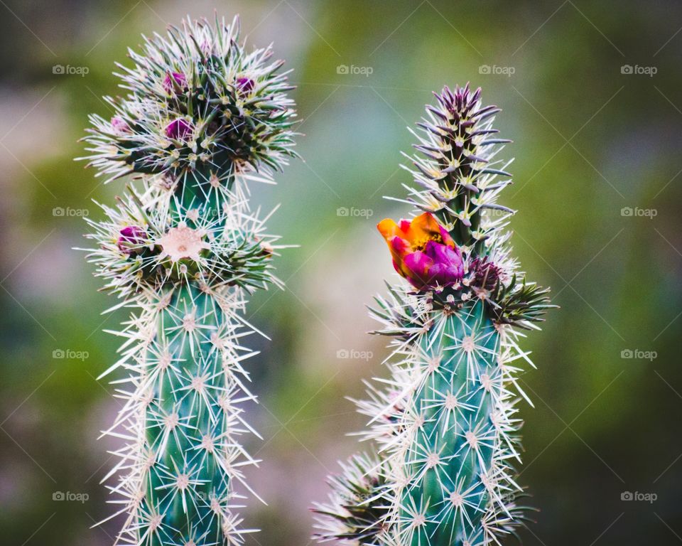 Cactus flower