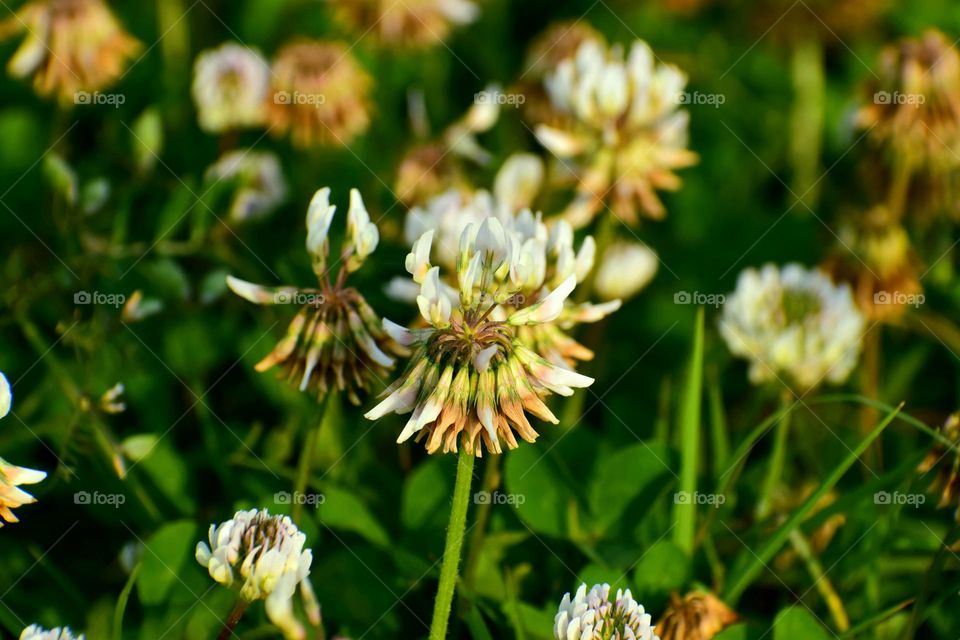 White Clover
Trifolium repens, white clover, is a herbaceous perennial plant in the bean family Fabaceae