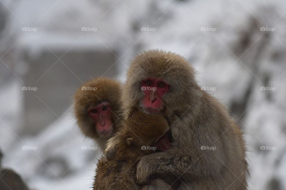 Monkey family