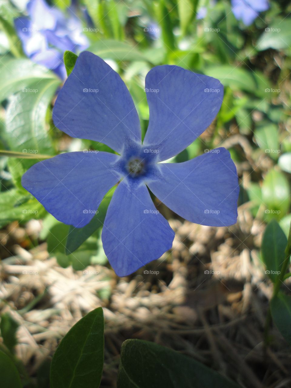 Nature, Leaf, Flora, Summer, Flower