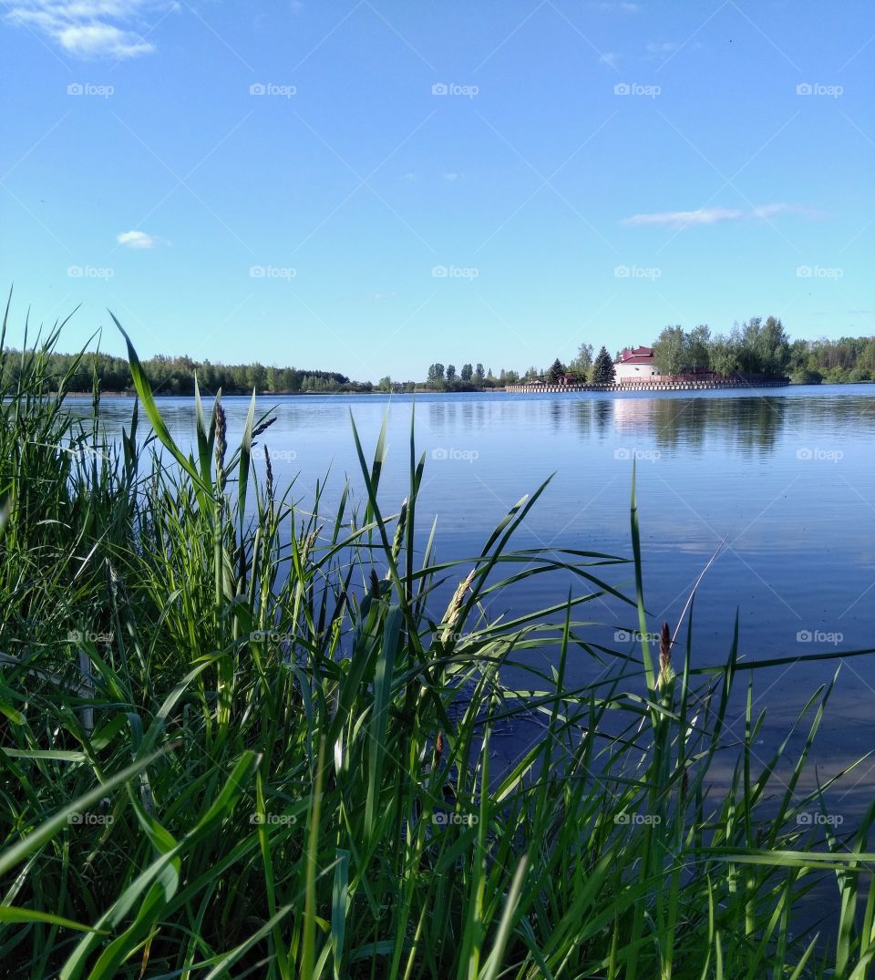 green grass grows on a lake shore spring landscape blue sky background