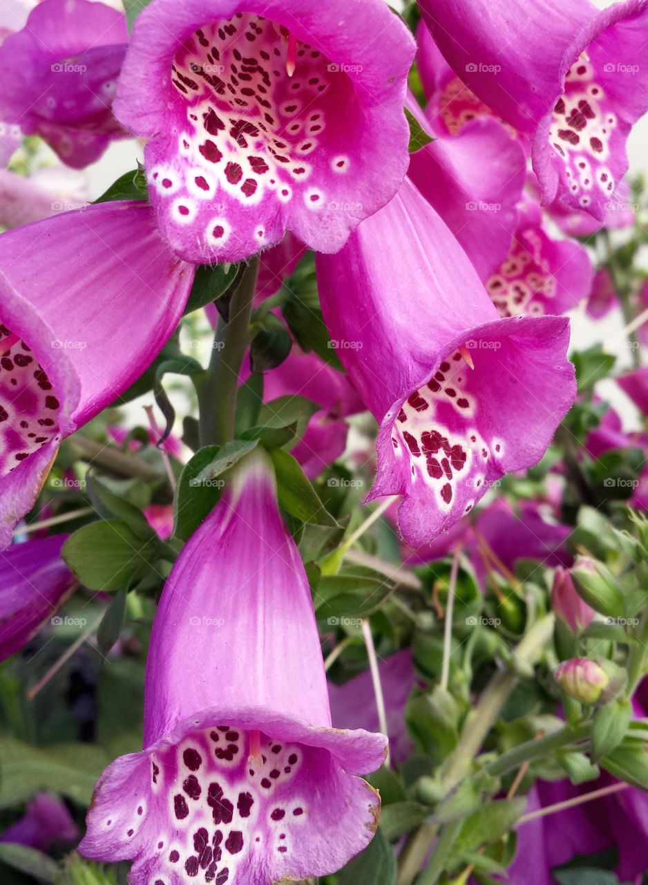 Flowers. Pink With Spots