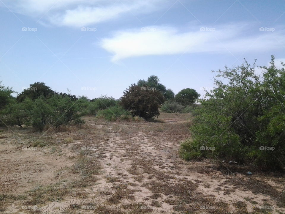 Wild Trees in Desert