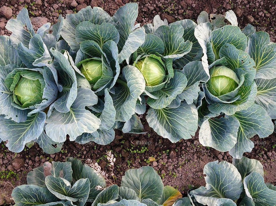 Cabbage🥬🌱 Harvest🥬🌱 Field🥬🌱