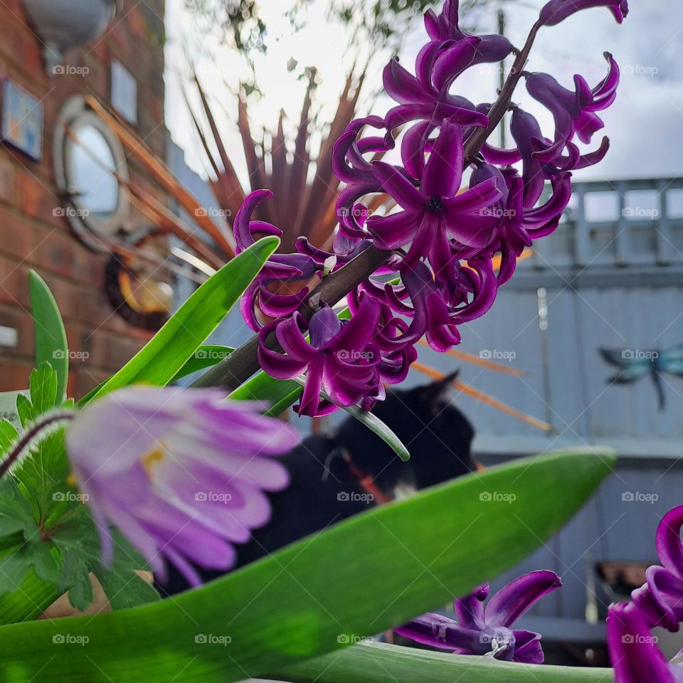 Spring flowers close up. Garden and cat in background.Uk