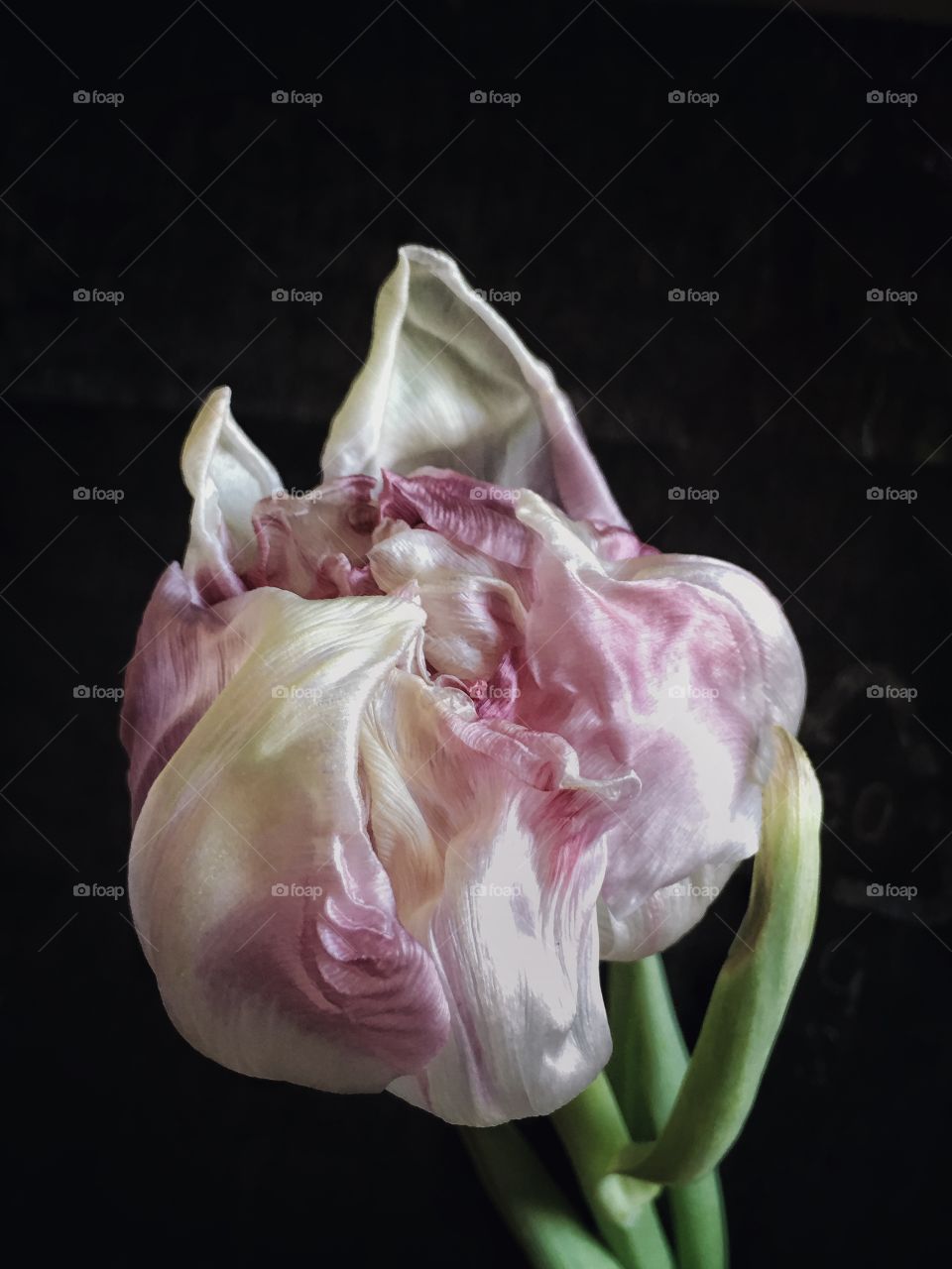 Tulip