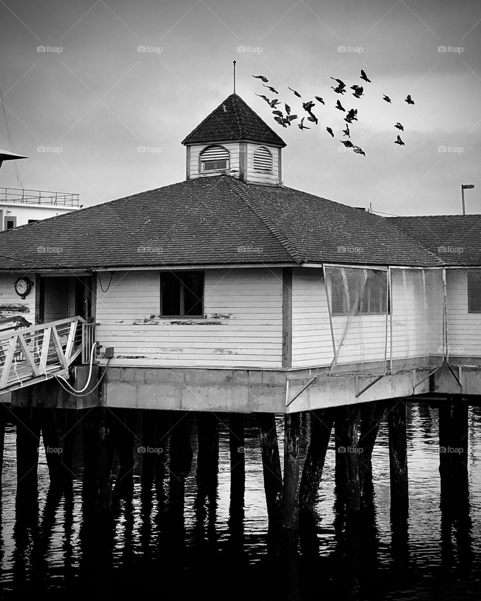Black and white of dock building above the Puget Sound,pigeons flying above to roost on its roof. 