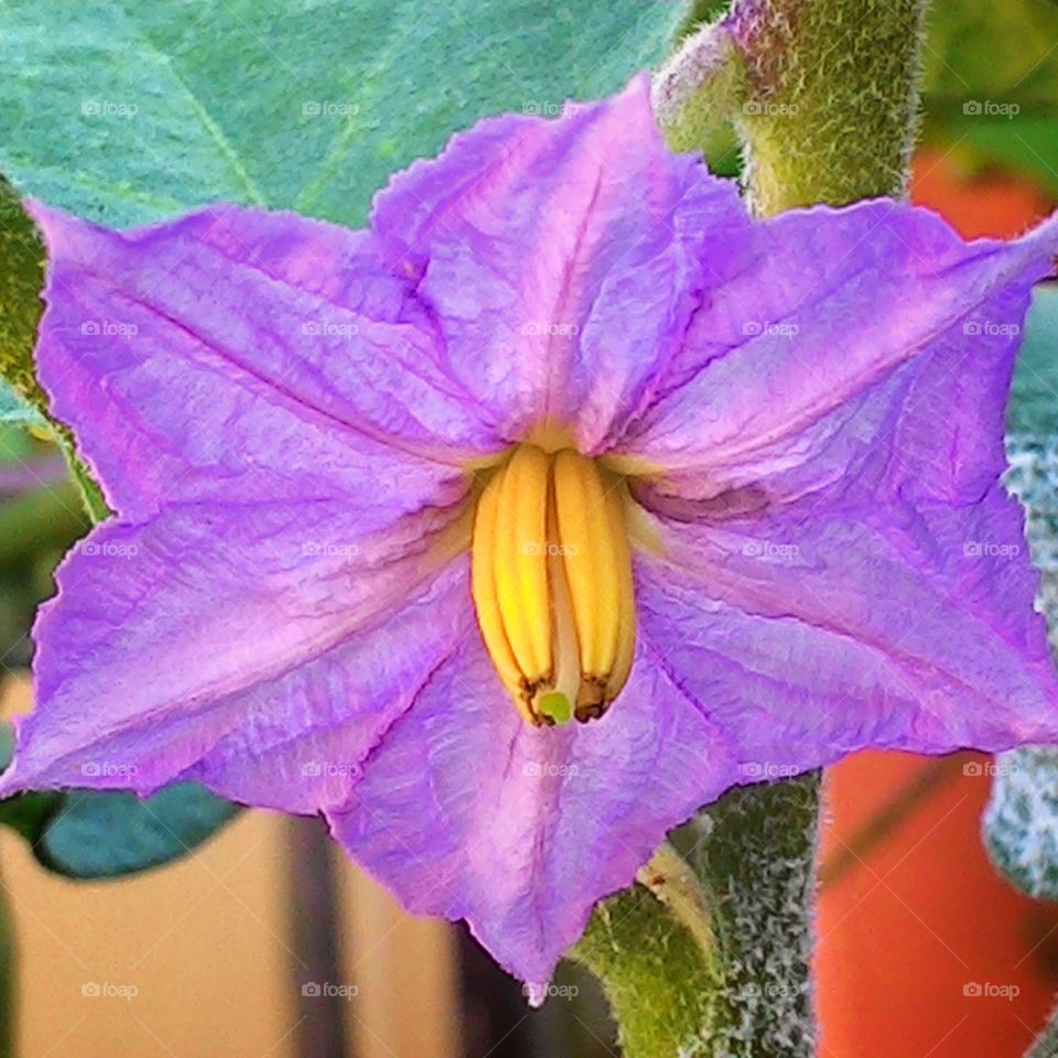 bunga terong ungu.
foto ini diambil menggunakan kamera hp asus zenfone5.