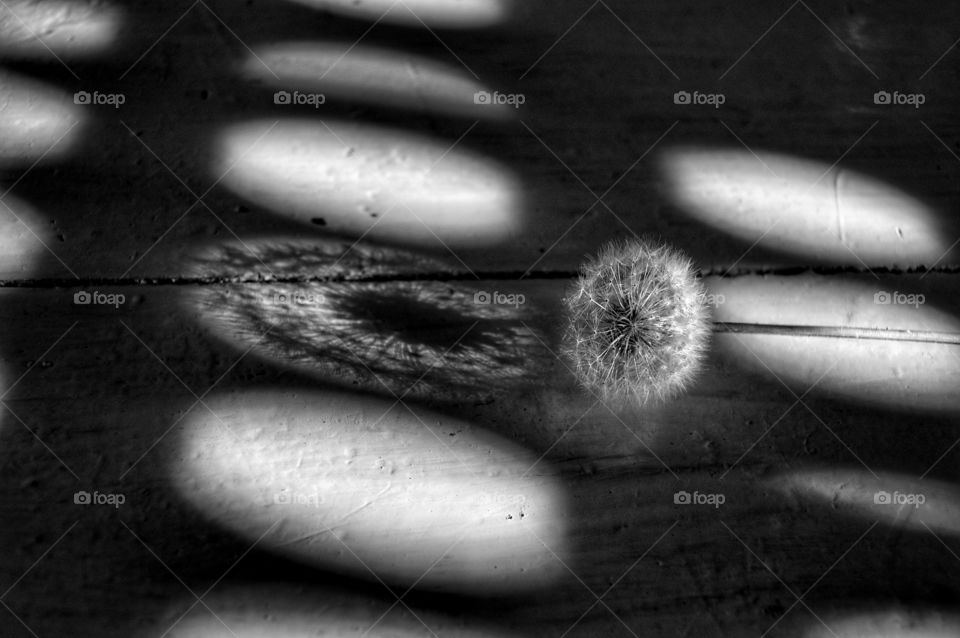 Monochrome, Desktop, Shadow, Closeup, Nature