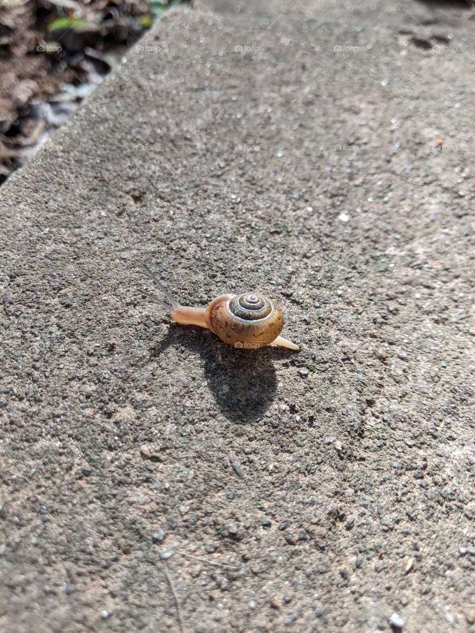 snail crossing