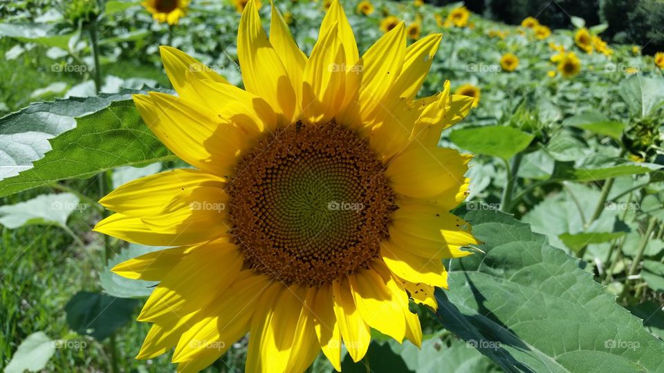 beautiful sunflower