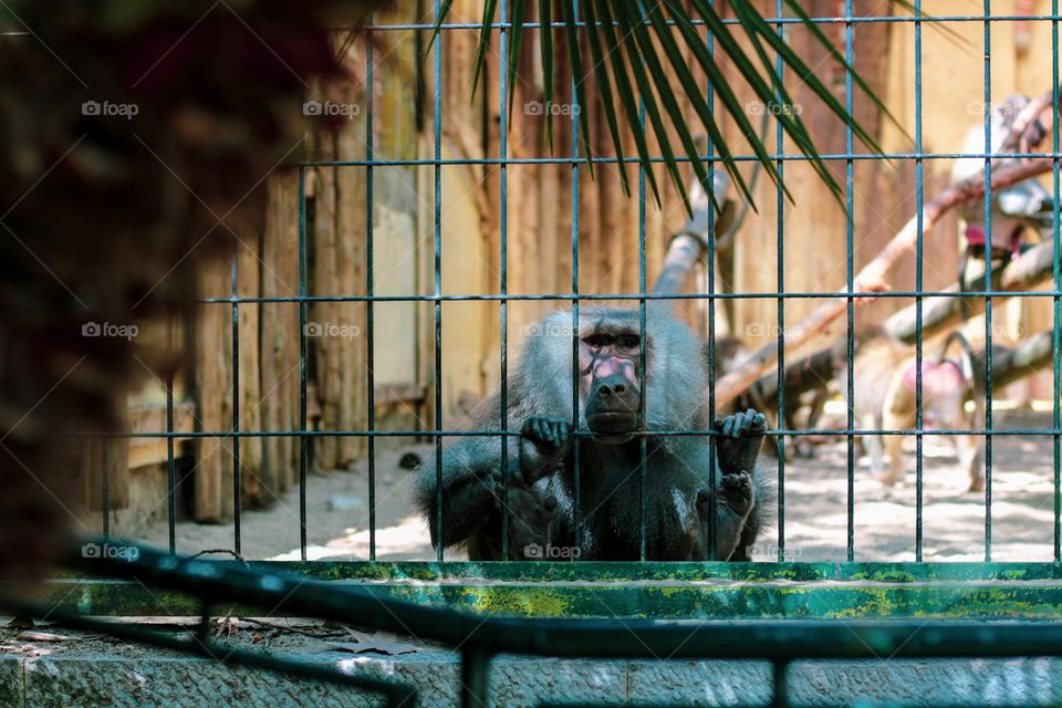 Sad Baboon in the zoo of Lisbon, Portugal. Summer and sunny day.