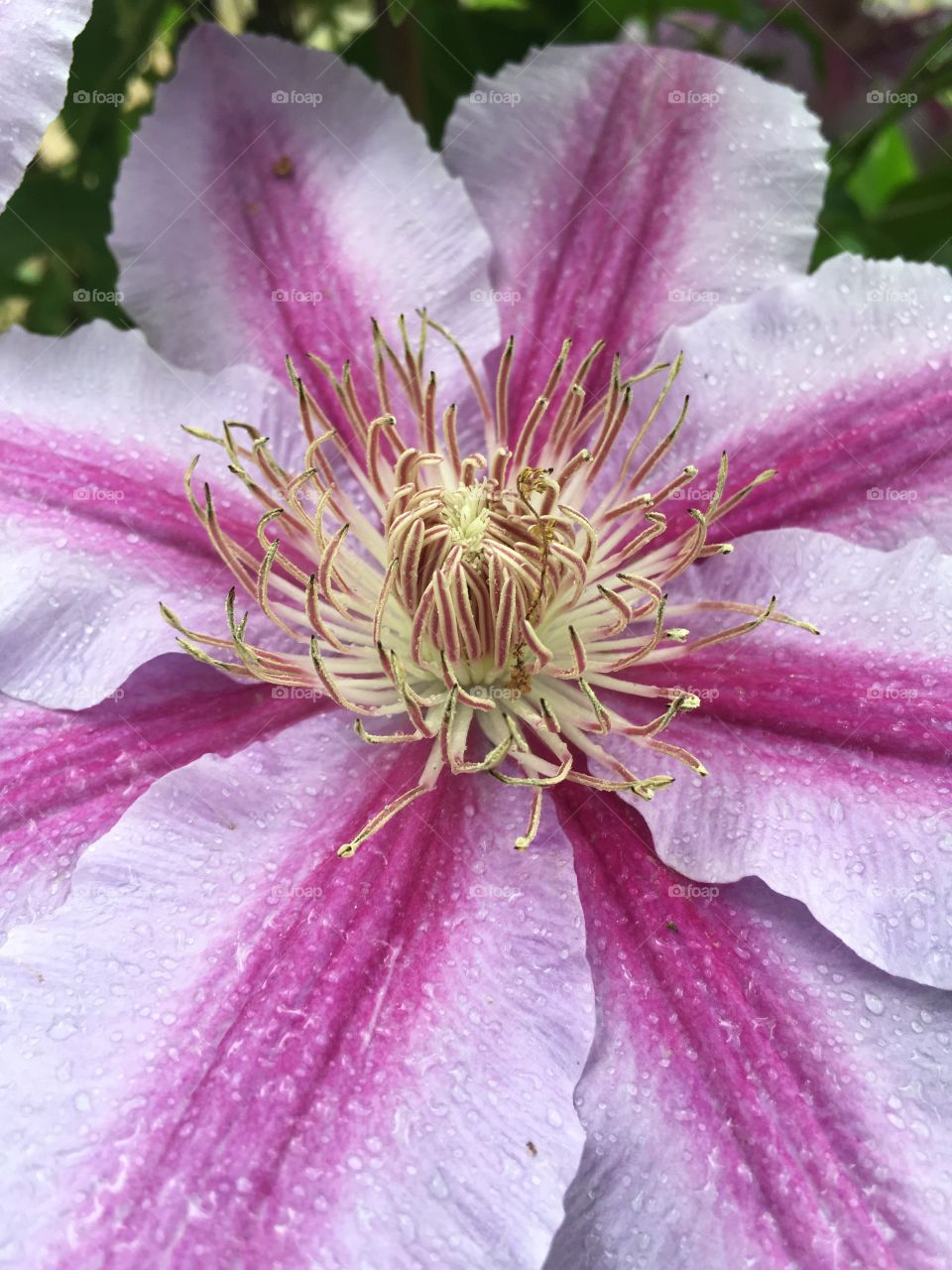Close up of a pink and white clematis flower with spring rain droplets / dew on it