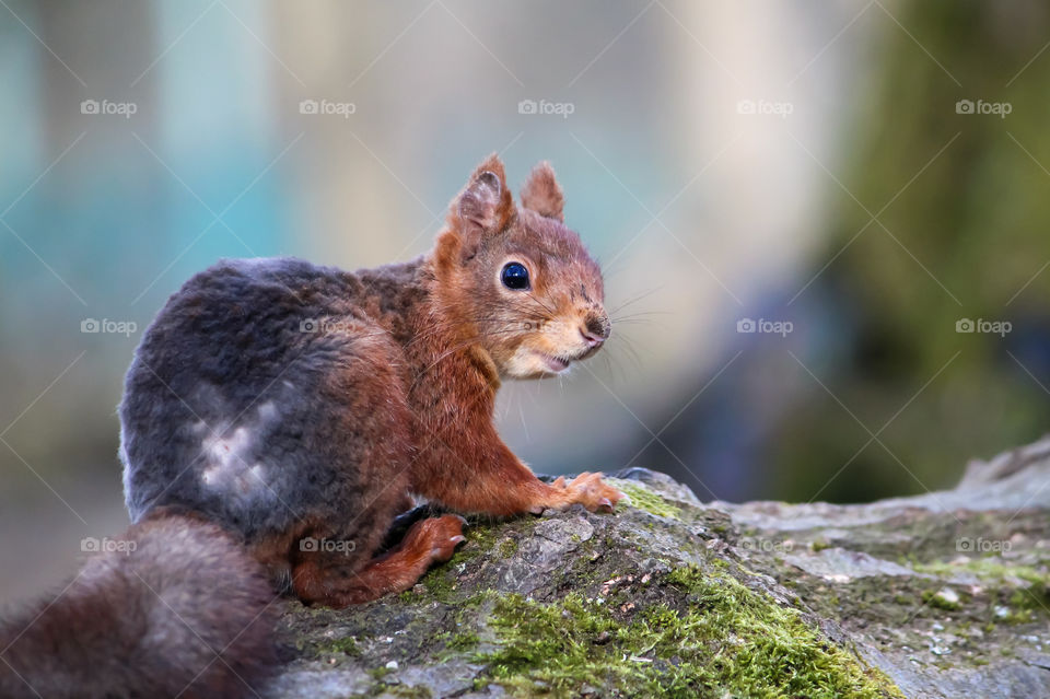 Squirrel looking back..