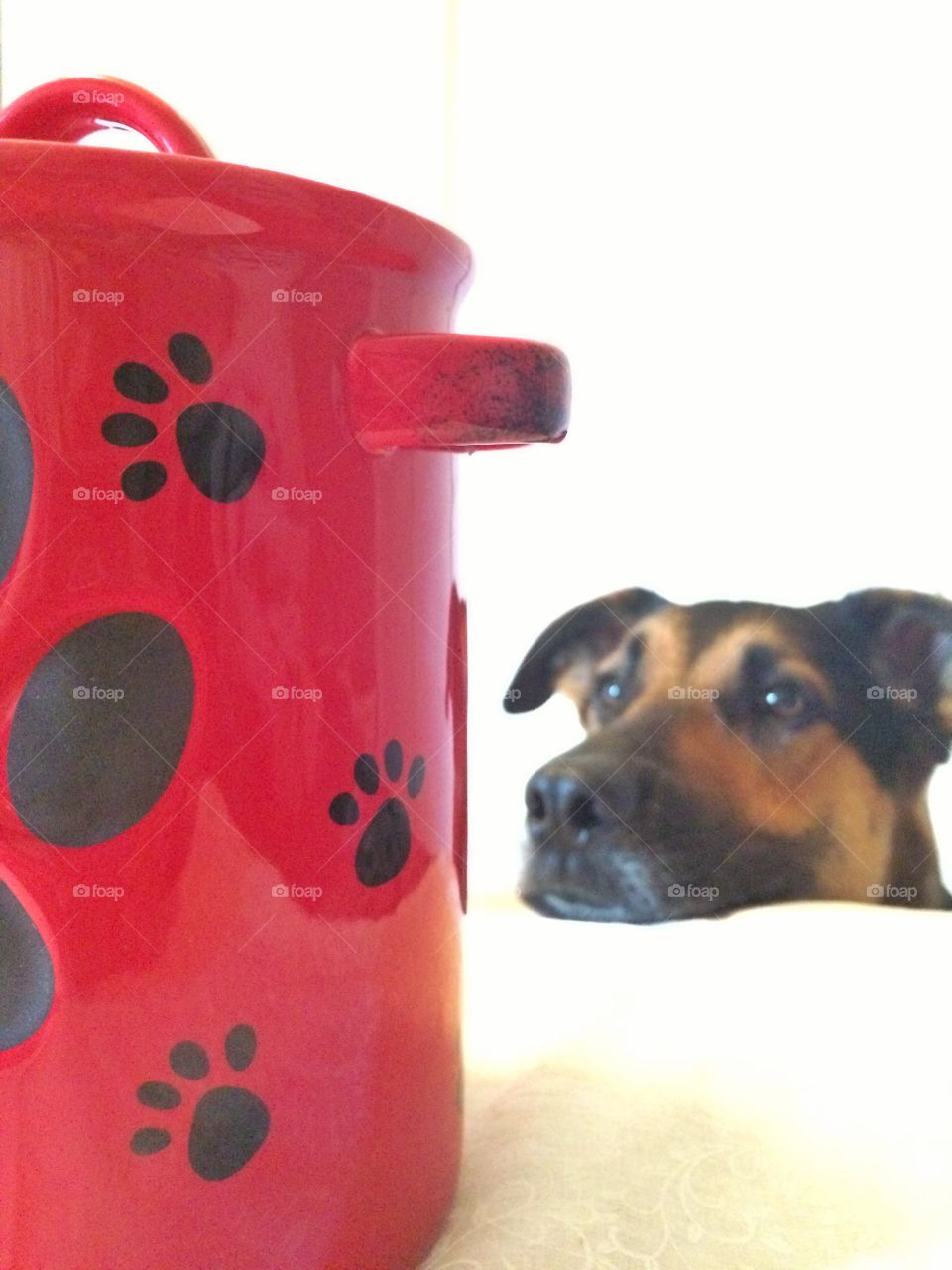 Dog looking at cookie jar