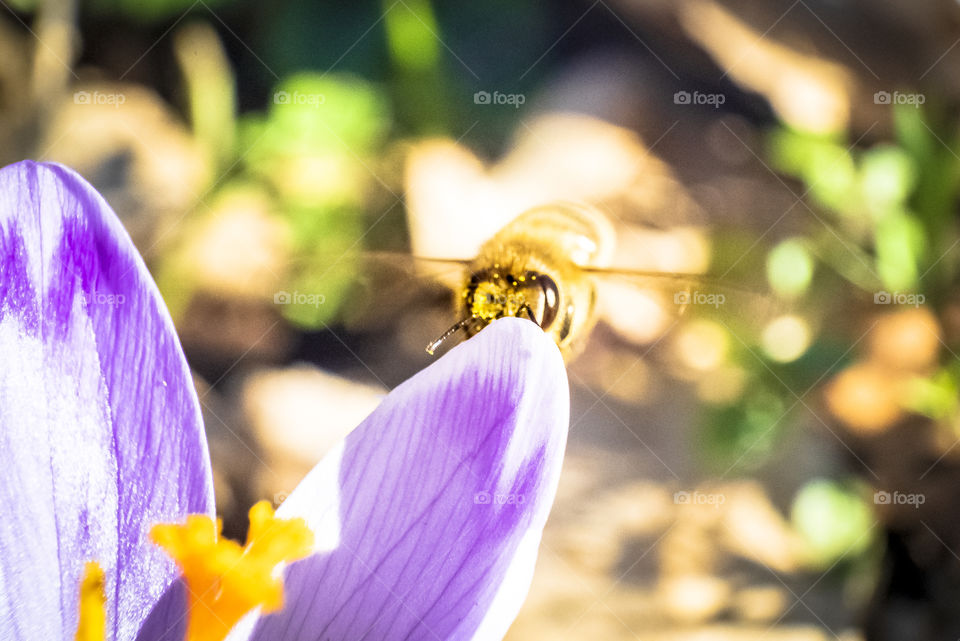 Hide and seek with bee