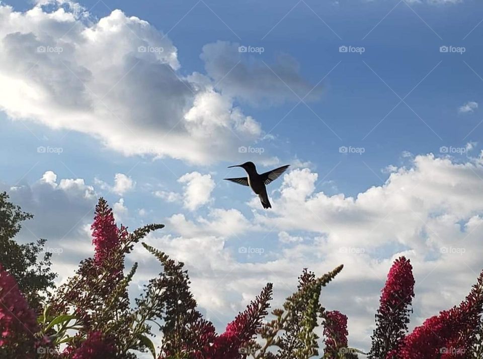 Beautiful view of humming bird