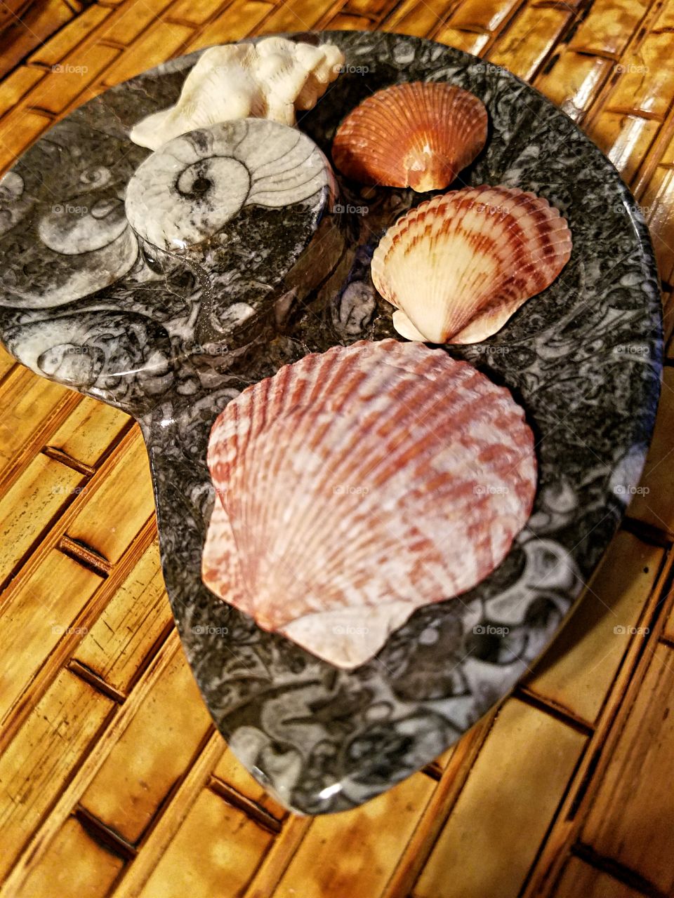 Sea shells & Fossilized sea shells