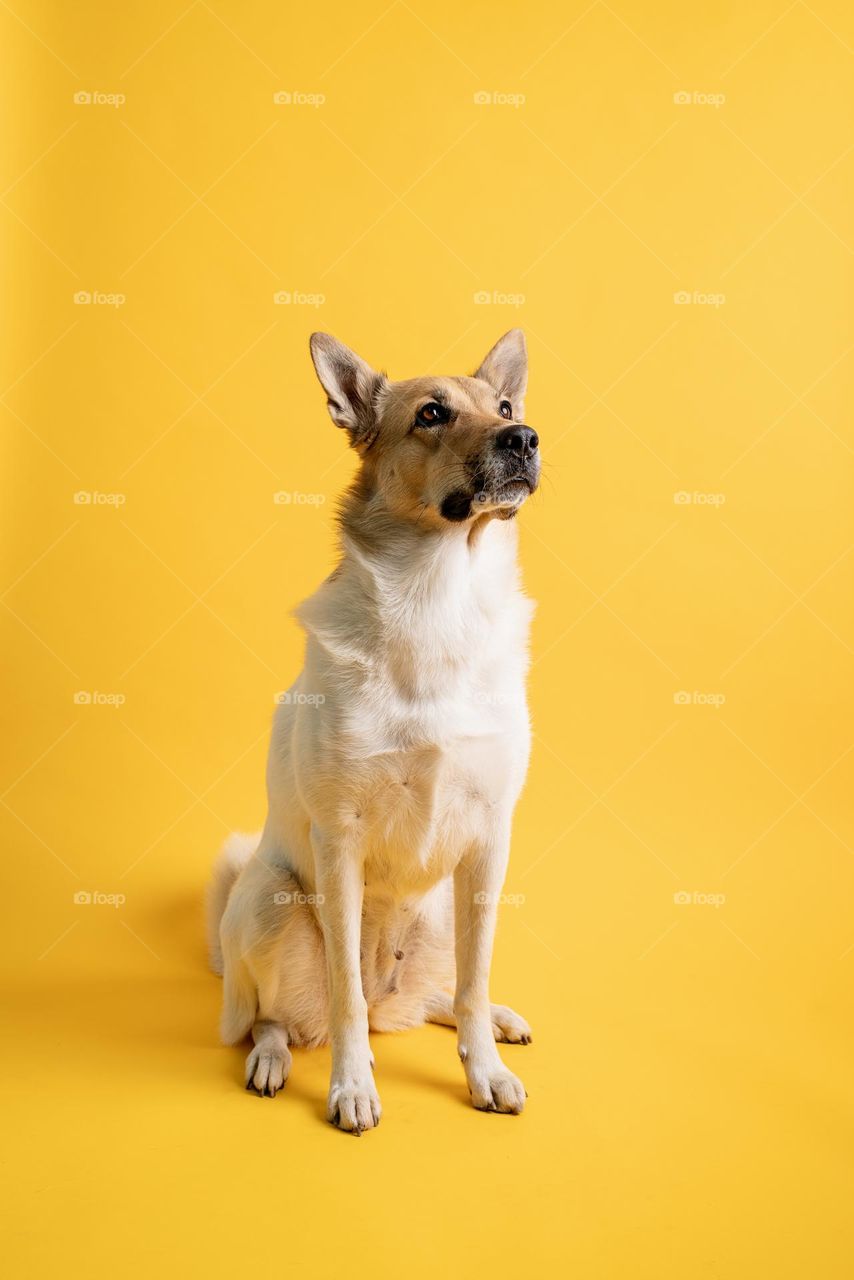 cute dog on yellow