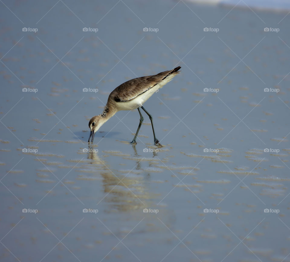 Bird foraging on beach