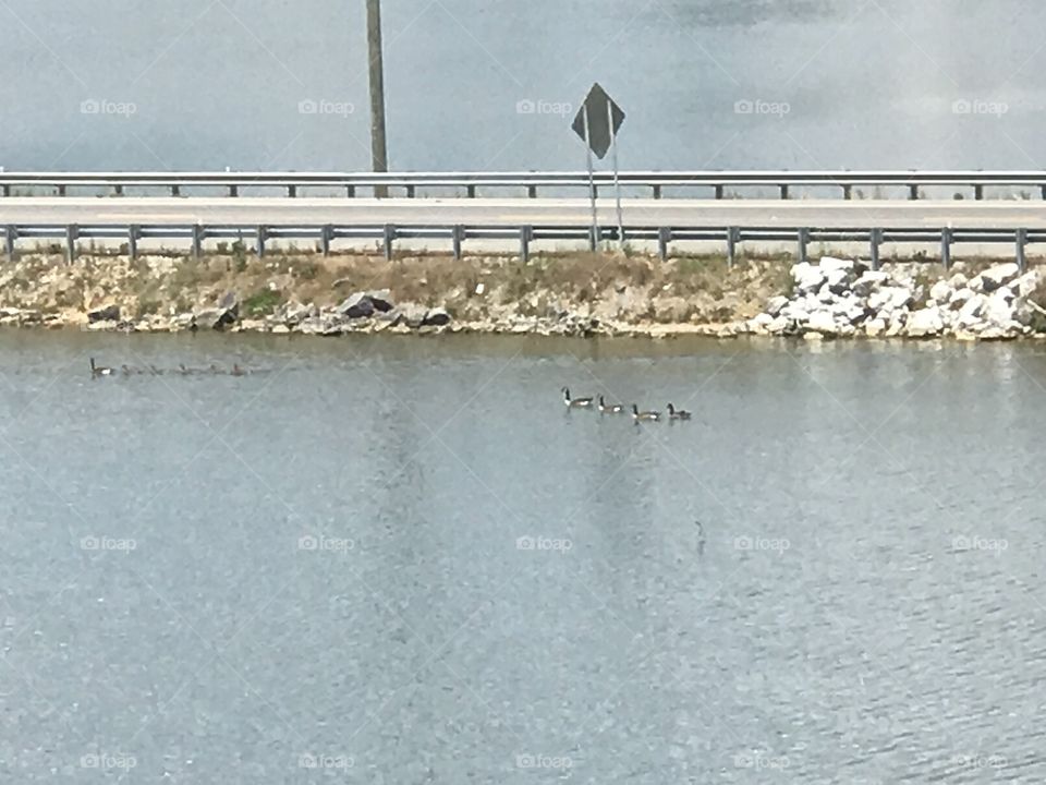 On a super peaceful morning, a group of ducks swam on the river in North Alabama. 