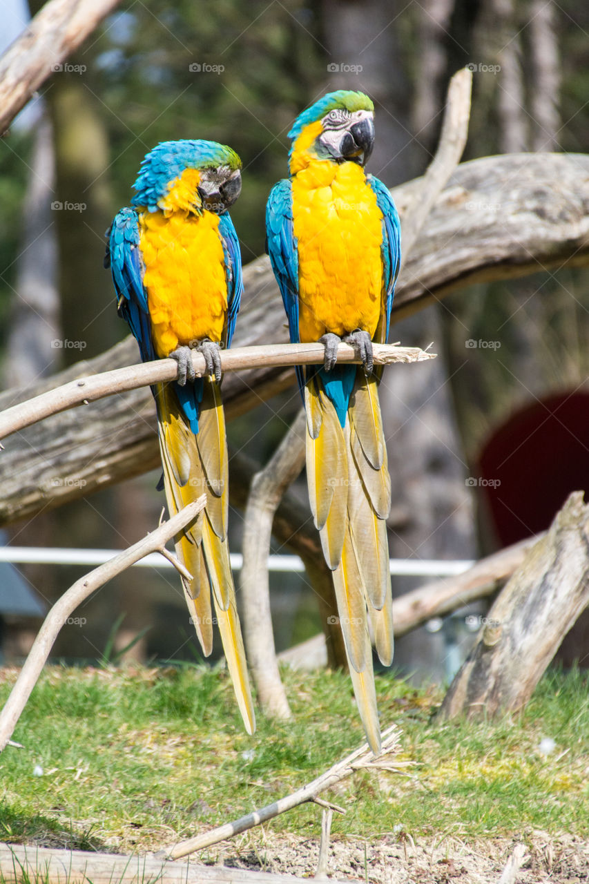 Parrots, also known as psittacines, are birds of the roughly 393 species in 92 genera that make up the order Psittaciformes, found in most tropical and subtropical regions. The order is subdivided into three superfamilies: the Psittacoidea ("true" parrots), the Cacatuoidea (cockatoos), and the Strigopoidea (New Zealand parrots). Parrots have a generally pantropical distribution with several species inhabiting temperate regions in the Southern Hemisphere, as well. The greatest diversity of parrots is in South America and Australasia.