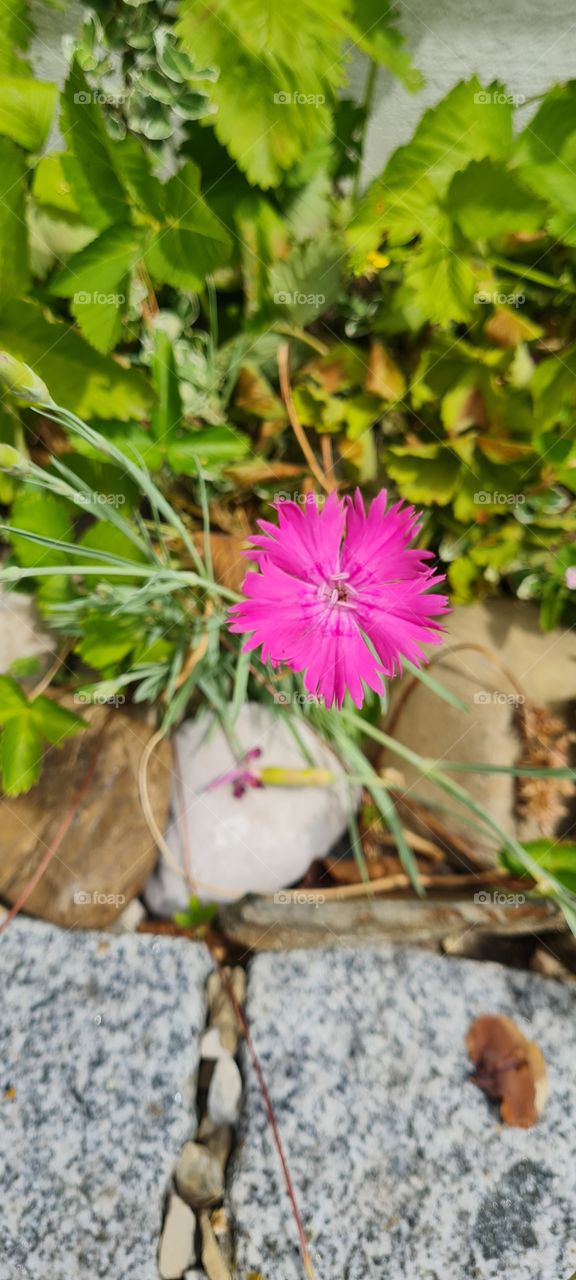 Dianthus seguieri