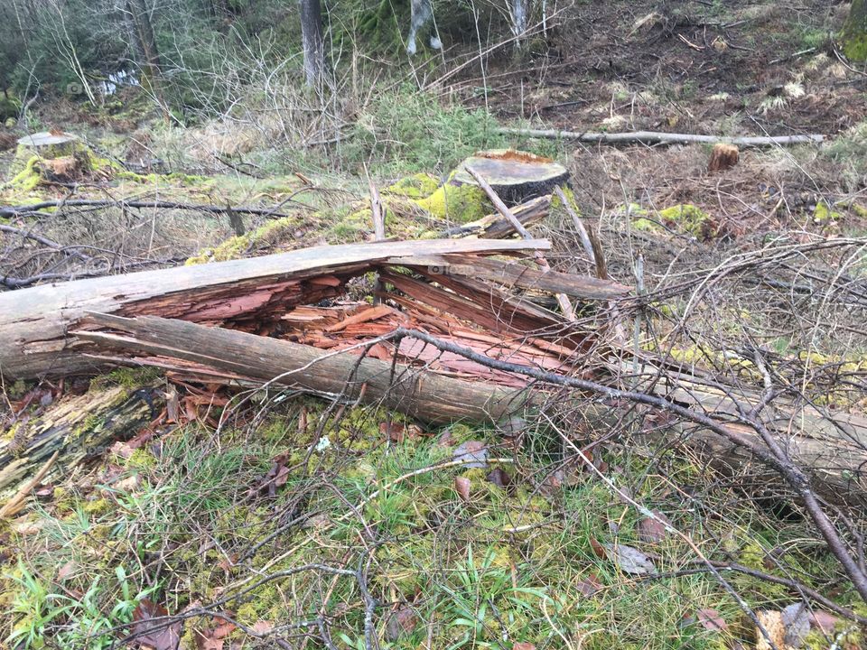 Tree log broke after falling in the winter