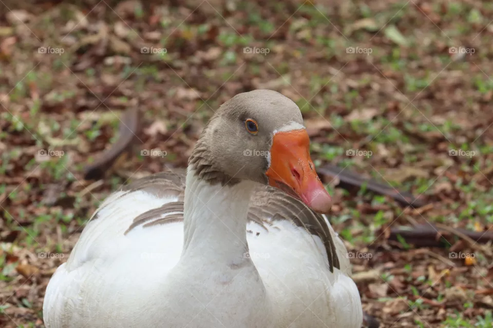 Scania Goose