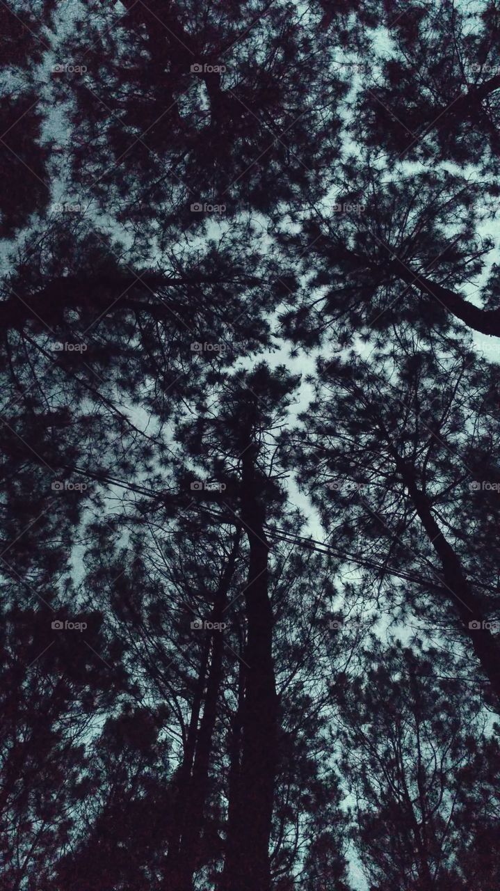 shady pine trees