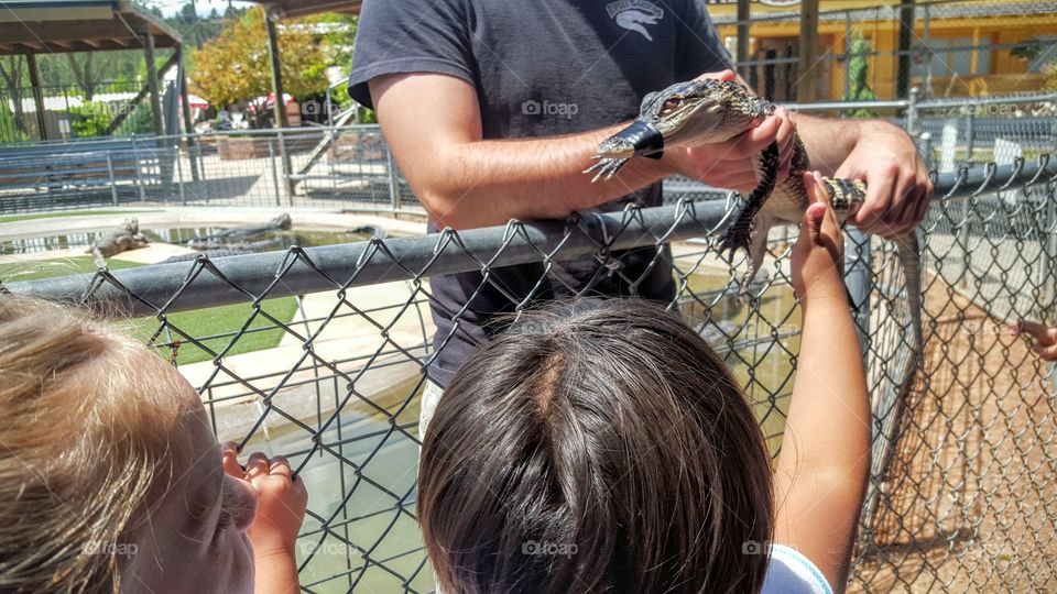 petting crocodile