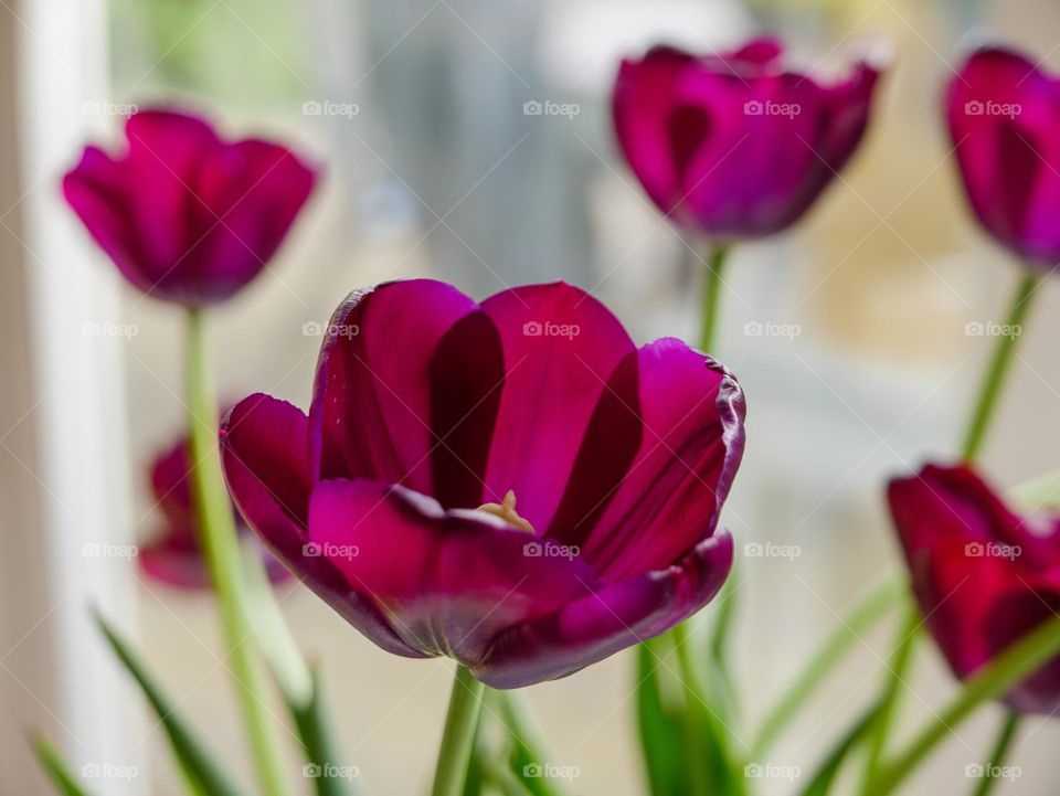 Magenta flowers, tulips from Holland, bright colored tulip, flowerlove, nature, tulpen