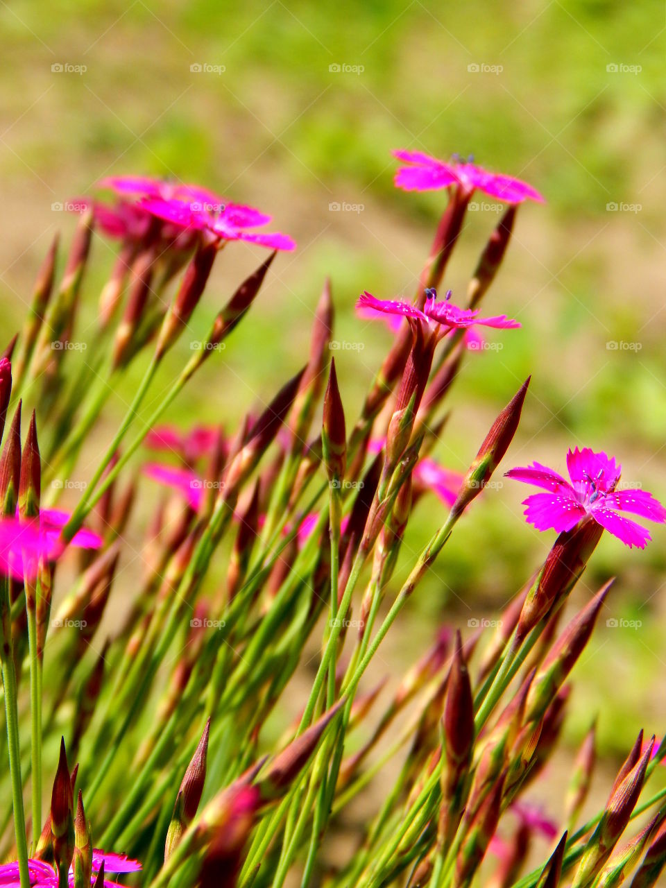 A lot of small pink flowers