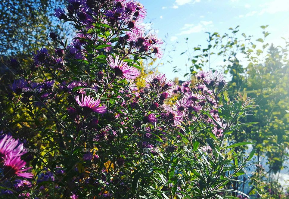 wild flowers in the sun