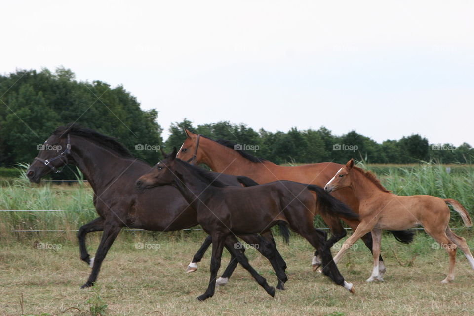 mares running with foals 