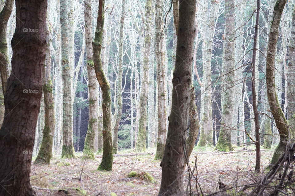 torrieston forest