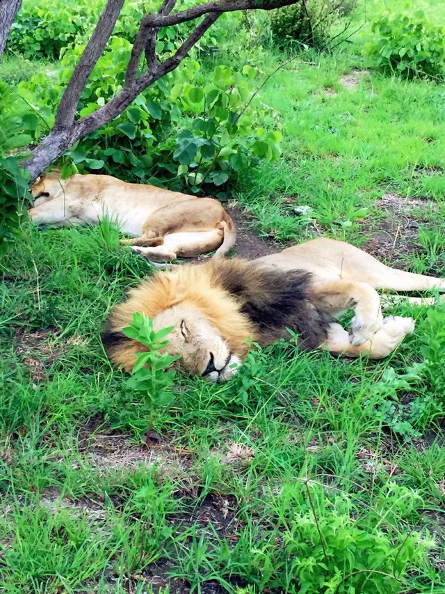 Lions