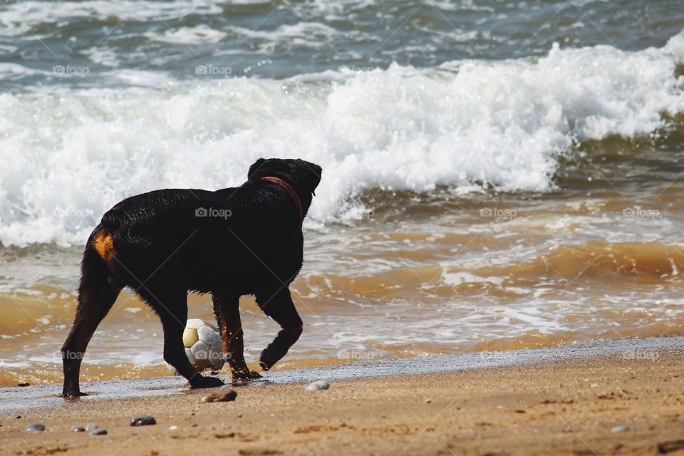 Rear view of dog playing on beach