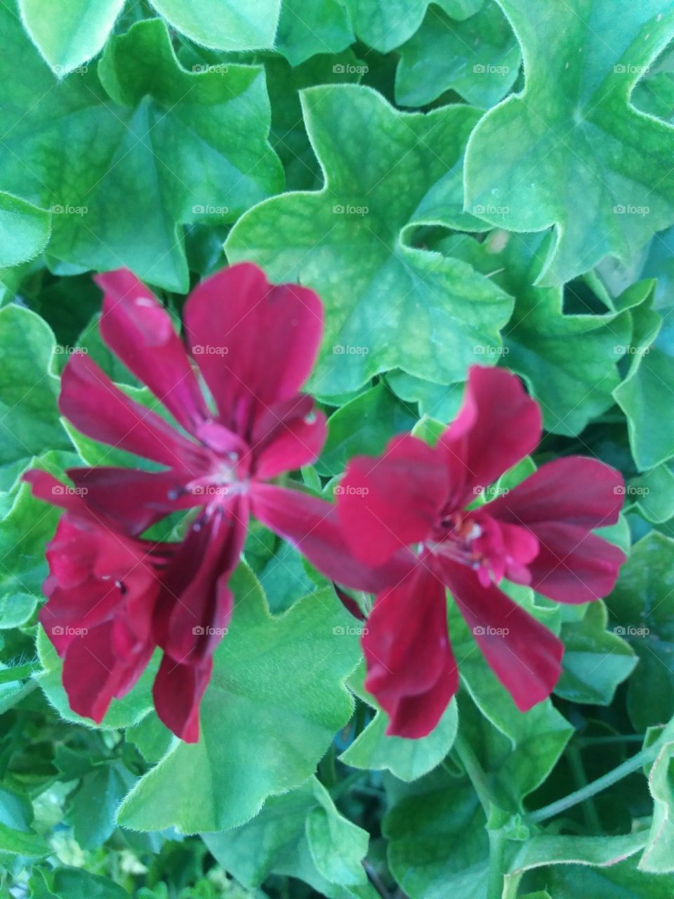 The beauty in nature