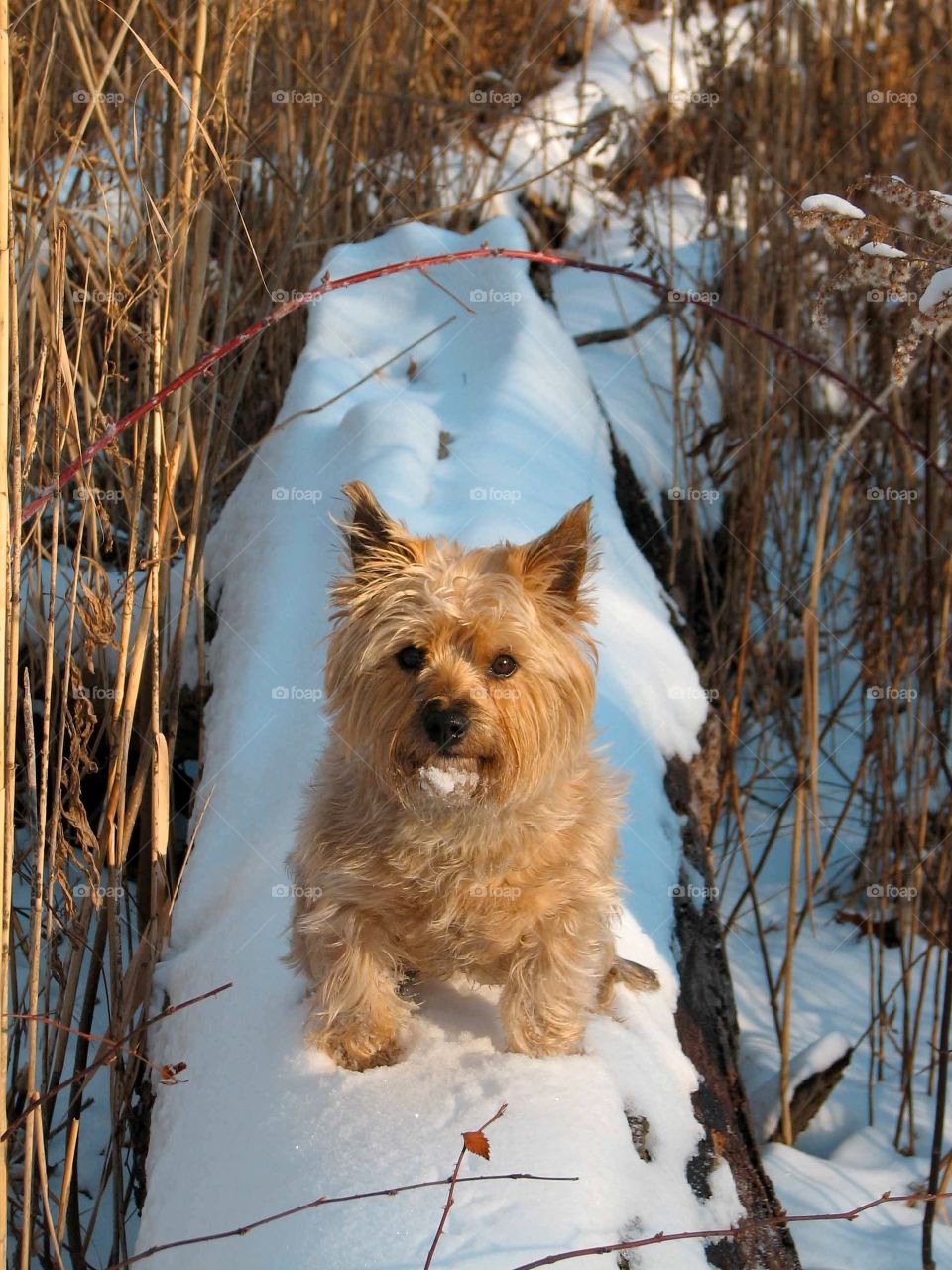 Sophie in winter. Sophie on a winter walk through the woods