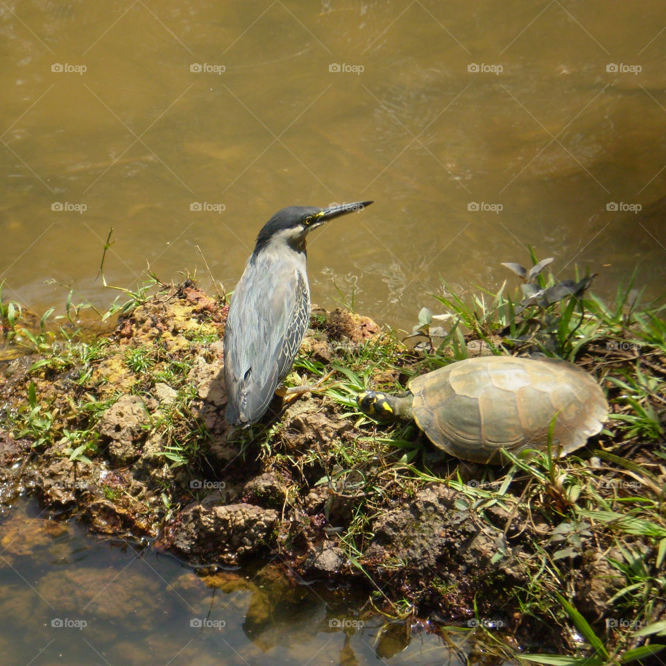 socozinho, a native brazilian bird