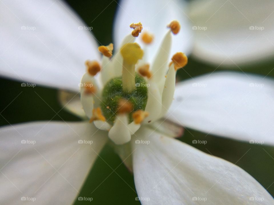 My Little White Flower