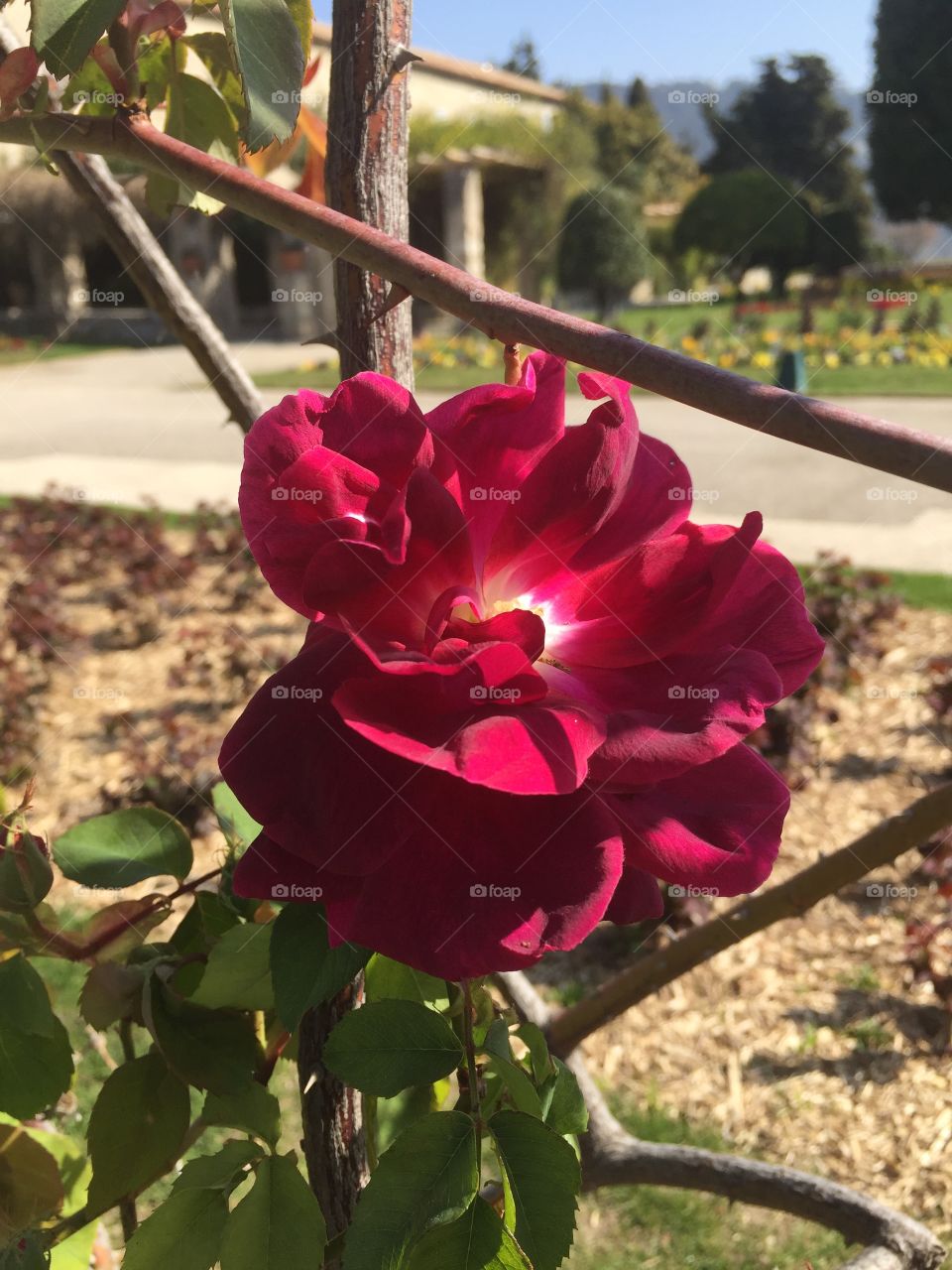 Red beautiful flower in bloom
