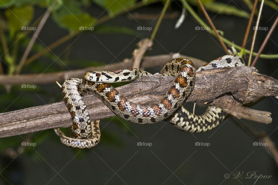 Leopard snake