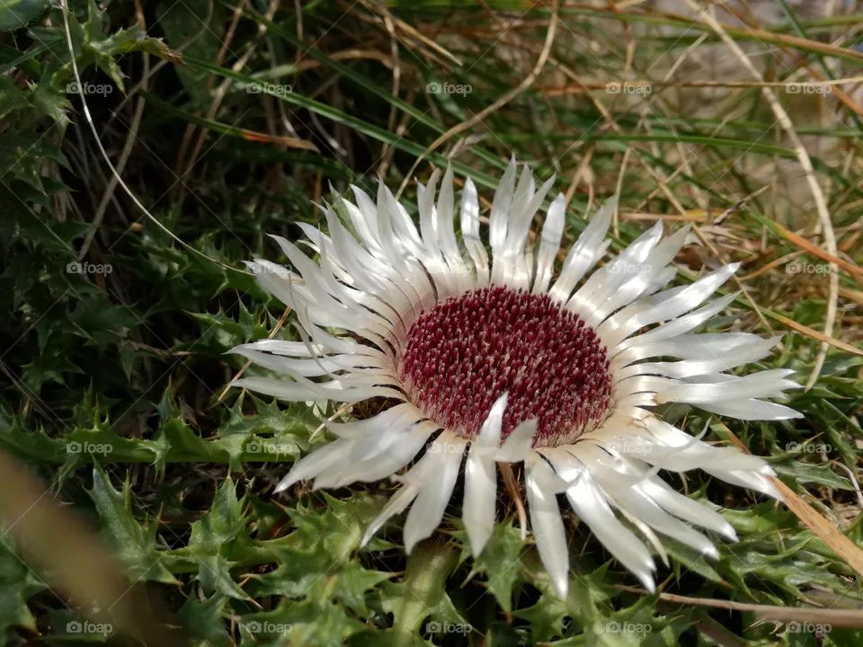 flower