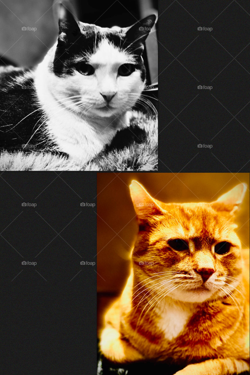 A Black and White Cat Verses A Ginger Tabby Color Cat